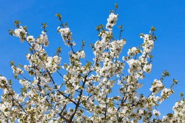 Jerte Valley, Caceres kiraz çiçeği. Bahar İspanya. Sezon