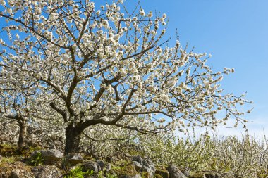 Jerte Valley, Caceres kiraz çiçeği. Bahar İspanya. Sezon