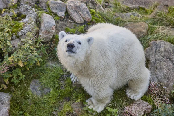 Urso Polar Deserto Antecedentes Animais Selvagens Horizontal — Fotografia de Stock