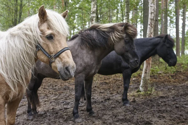 Cavalos Uma Paisagem Florestal Finlândia Fundo Animal Horizontal — Fotografia de Stock