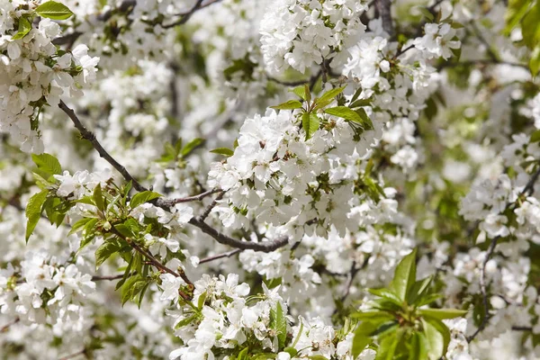 Cherry Blossom Flowers Jerte Valley Caceres Spring Spain Seasonal — Stock Photo, Image