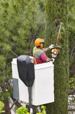 Donanımlı işçisi budama ağaca bir vinç. Bahçe işleri