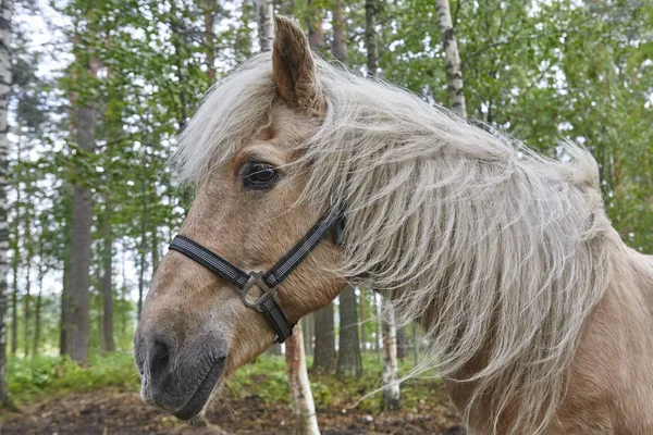 Głowa Konia Finlandii Las Krajobraz Tło Zwierzę Poziome — Zdjęcie stockowe