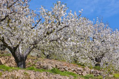Jerte Valley, Caceres kiraz çiçeği. Bahar İspanya. Sezon