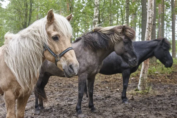 Cavalos Uma Paisagem Florestal Finlândia Fundo Animal Horizontal — Fotografia de Stock