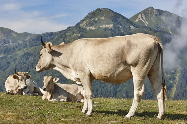 Vacas Pastar Nas Montanhas Pecuária Paisagem Idílica Exploração Pecuária — Fotografia de Stock