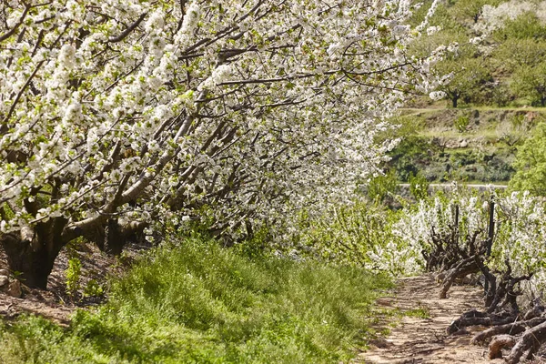 Cherry Blossom Jerte Valley Caceres Spring Spain Seasonal — Stock Photo, Image