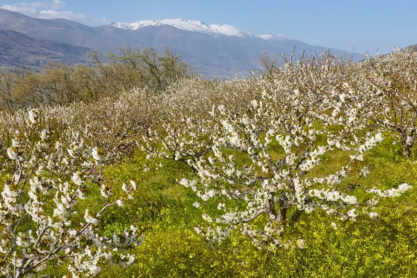 Fleur Cerisier Dans Vallée Jerte Caceres Printemps Espagne Saisonnière — Photo