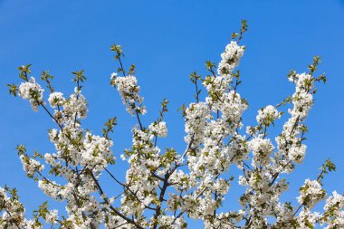Jerte Valley, Caceres kiraz çiçeği. Bahar İspanya. Sezon