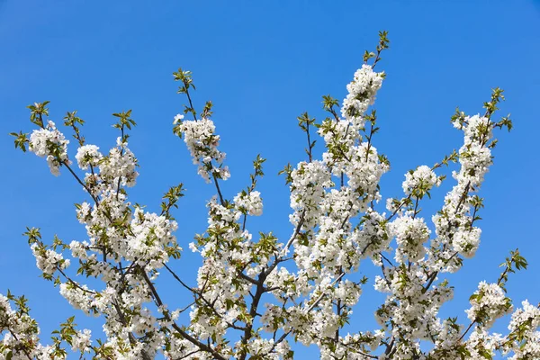 Jerte Valley, Caceres kiraz çiçeği. Bahar İspanya. Sezon