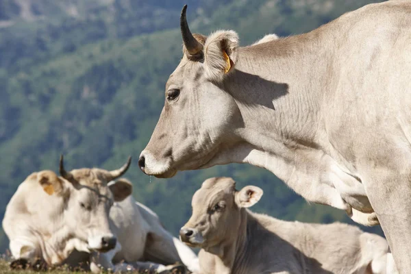 Koeien Grazen Bergen Vee Idyllische Landschap Veeboerderij — Stockfoto