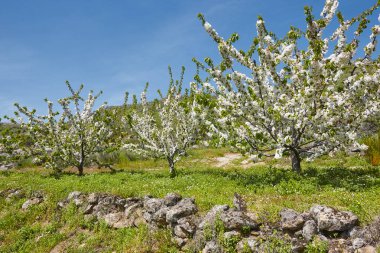 Jerte Valley, Caceres kiraz çiçeği. Bahar İspanya. Mevsimlik