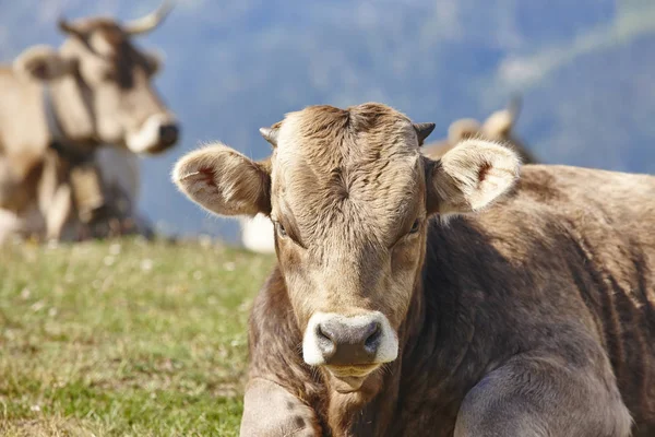 Cows Grazing Mountains Livestock Idyllic Landscape Cattle Farm — Stock Photo, Image