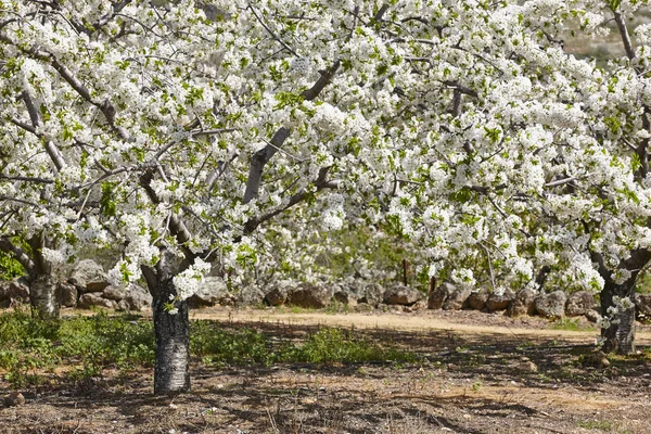 Kwiat Wiśni Dolinie Jerte Caceres Wiosna Hiszpanii Sezonowe — Zdjęcie stockowe