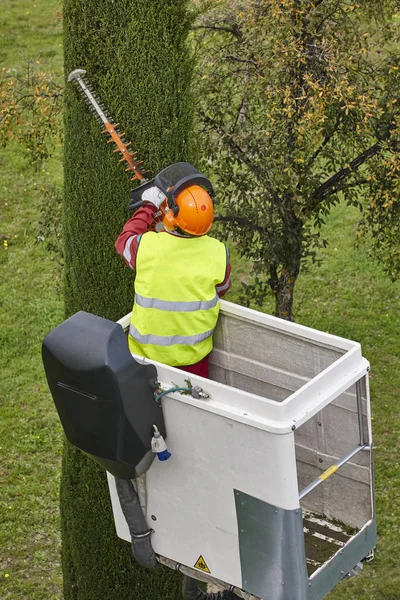 Trabajador Equipado Poda Árbol Una Grúa Trabajos Jardinería — Foto de Stock