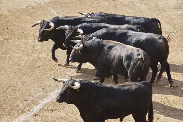 Des Taureaux Combat Dans Arène Des Arènes Toro Bravo Espagne — Photo