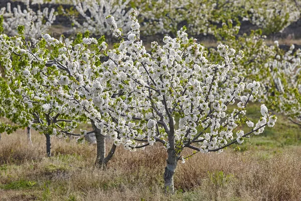 Cherry Blossom Jerte Valley Caceres Spring Spain Seasonal — Stock Photo, Image