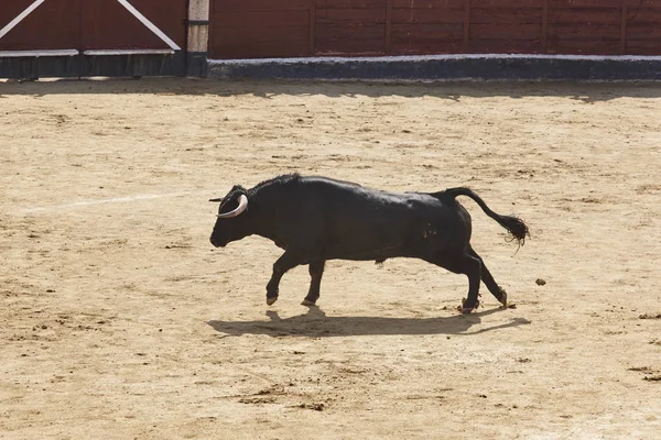 Kampfstiere Der Arena Stierkampfarena Toro Bravo Spanien Horizontal — Stockfoto