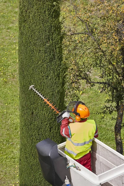 Operaio Equipaggiato Che Potava Albero Una Gru Lavori Giardinaggio — Foto Stock