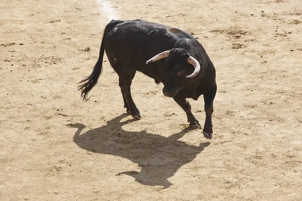 Harci Bikák Arénában Bikaviadal Aréna Toro Bravo Spanyolország Vízszintes — Stock Fotó