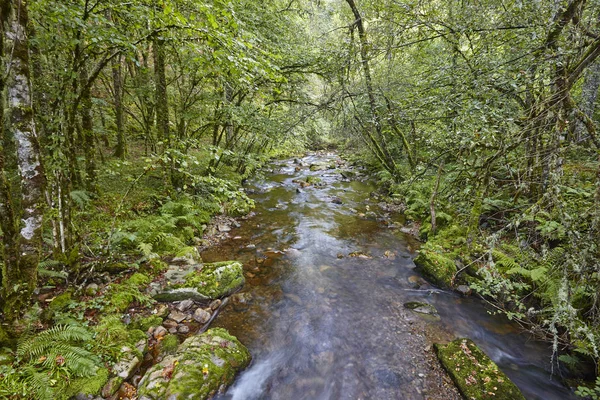 Bosque Verde Con Arroyo Reserva Biosfera Muniellos Asturias España —  Fotos de Stock