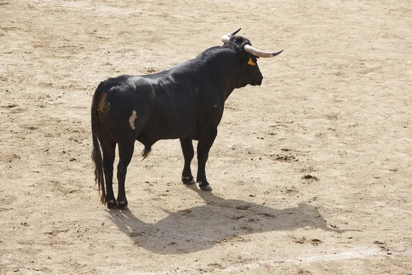 Боевой Бык Арене Ерунда Toro Bravo Испании Горизонталь — стоковое фото