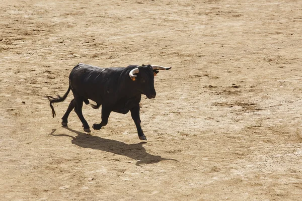 Arenada Boğa Mücadele Bullring Toro Bravo Spanya Yatay — Stok fotoğraf