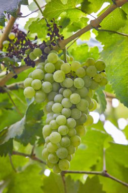 Yeşil yaprakları arka plan ile üzüm demet. Hasat zamanı. Dikey