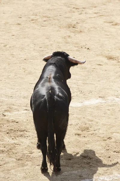 Lotta Contro Toro Nell Arena Bullring Toro Bravo Spagna Orizzonte — Foto Stock