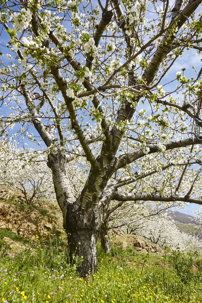 Jerte Valley, Caceres kiraz çiçeği. Bahar İspanya. Mevsimlik