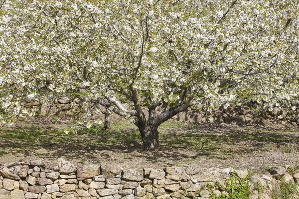 Colinas Flores Cerezo Valle Jerte Cáceres Primavera España —  Fotos de Stock