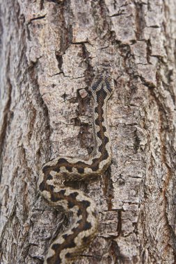 Yılan kamuflaj. Vipera aspis ayrıntılı bir gövde yüzeyi. Dikey