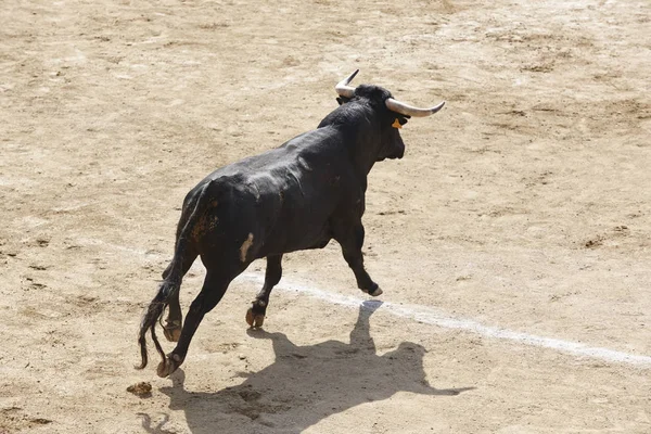 Lotta Contro Toro Nell Arena Bullring Toro Bravo Spagna Orizzonte — Foto Stock