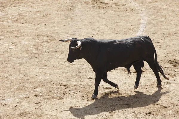 Lotta Contro Toro Nell Arena Bullring Toro Bravo Spagna Orizzonte — Foto Stock