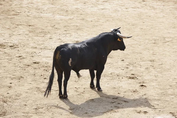 A lutar contra touros na arena. Tretas. Toro bravo. Espanha — Fotografia de Stock