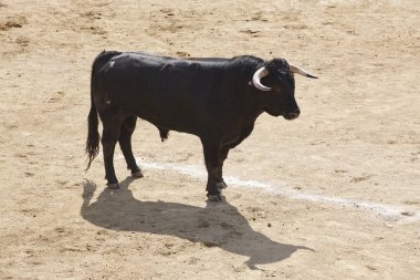Arenada boğa mücadele. Bullring. Toro bravo. İspanya. Yatay