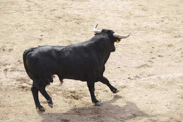 Taureau Combattant Dans Arène Des Arènes Toro Bravo Espagne Horizontal — Photo