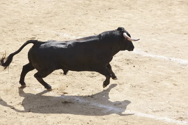 Arenada Boğa Mücadele Bullring Toro Bravo Spanya Yatay — Stok fotoğraf