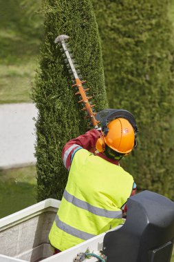 Donanımlı işçisi budama ağaca bir vinç. Bahçe işleri