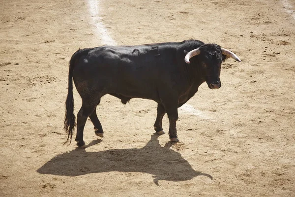 Lotta Contro Toro Nell Arena Bullring Toro Bravo Spagna Orizzonte — Foto Stock