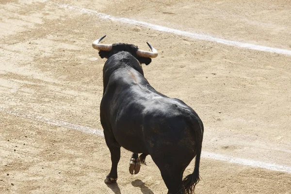 Arenada Boğa Mücadele Bullring Toro Bravo Spanya Yatay — Stok fotoğraf