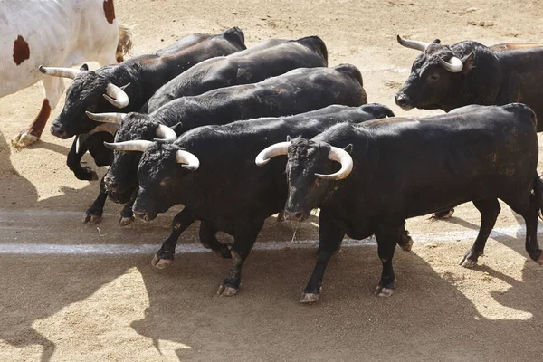 Arenada Boğa Mücadele Bullring Toro Bravo Spanya Yatay — Stok fotoğraf