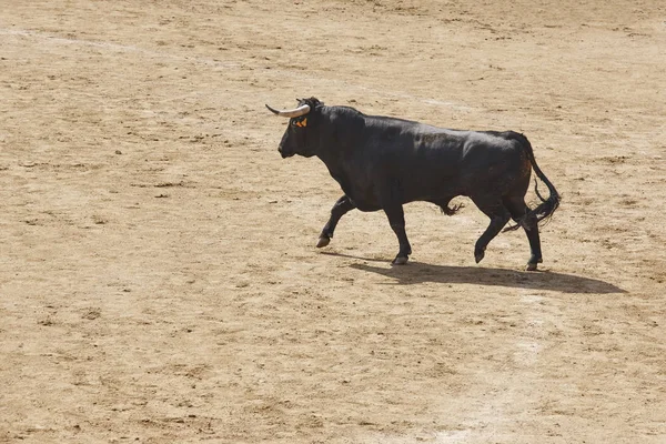 Боевой Бык Арене Ерунда Toro Bravo Испании Горизонталь — стоковое фото