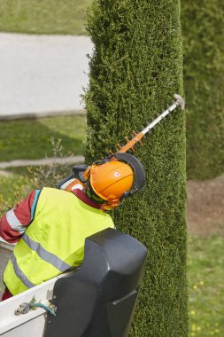 Donanımlı işçisi budama ağaca bir vinç. Bahçe işleri
