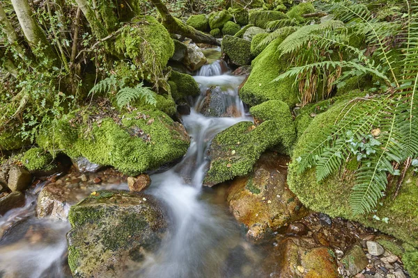 Arroyo Agua Con Rocas Musgosas Reserva Biosfera Muniellos Asturias — Foto de Stock