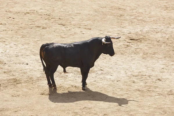 Taureau combattant dans l'arène. Des arènes. Toro bravo. Espagne — Photo