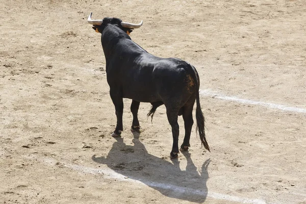 Taureau combattant dans l'arène. Des arènes. Toro bravo. Espagne — Photo