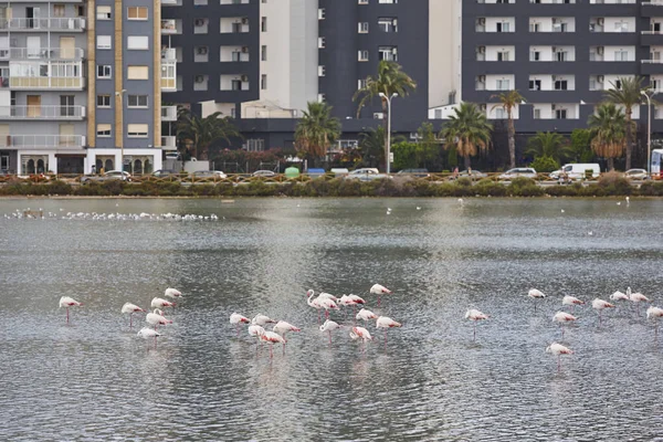 Zout Moeras Met Flamingo Een Stedelijk Gebied Alicante Spanje — Stockfoto