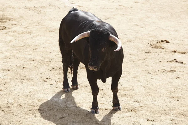 Kjempende Okse Arenaen Bullring Toro Bravo Spania Horisontal – stockfoto