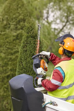 Donanımlı işçisi budama ağaca bir vinç. Bahçe işleri
